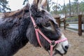 Donkey brown is sad in the paddock. Red reins for riding on the head. Shaggy pet in the corral. Head close-up with