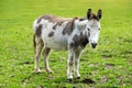 Donkey, brown-white male in meadow, Netherlands