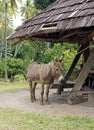 Donkey, Cane Mill, Saint Lucia