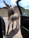 Donkey on the car at the Rout 66 - USA