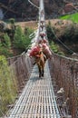 Donkey caravan in mountains on the bridge, Nepal