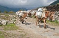 Donkey caravan in Nepal