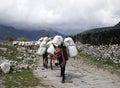 Donkey caravan in Nepal
