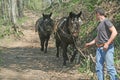 Donkey caravan