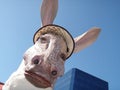 Donkey Carnival Mask Royalty Free Stock Photo