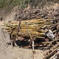 Donkey carries a bundle of sugarcane