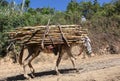 Donkey carries a bundle of sugarcane