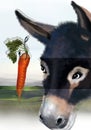 Donkey and carrot