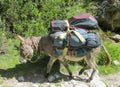Donkey carry cargo Royalty Free Stock Photo