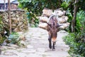 Donkey carry hard of purveyance transport to market