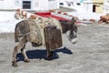 Donkey is carrying fuel cans in the mountains on the road in Indian Himalayas, Ladakh , India. Nature and travel concept