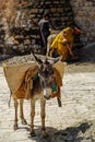 A donkey carrying gravel, Islamabad Pakistan