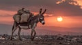 Donkey carrying load at sunset in arid environment Royalty Free Stock Photo