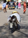 Donkey is carrying rocks for construction