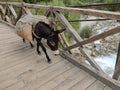 A donkey carrying sack load