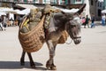 Donkey carrying a sunflower in chinchon near madrid.