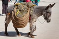 Donkey carrying a sunflower in chinchon near madrid.