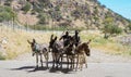 Donkey cart arrives at country stop to collect school children