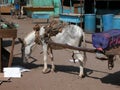 Donkey cart in bazaar in egypt