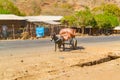Donkey and the cart in Ethiopia Royalty Free Stock Photo