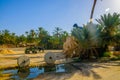 Donkey and cart near date Palms in jungles in Tamerza oasis, Sahara Desert, Tunisia, Africa Royalty Free Stock Photo