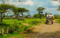 Donkey cart passes farm, Ethiopia