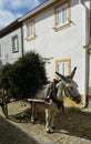 Donkey and Cart Royalty Free Stock Photo