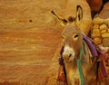 Donkey in the caves Royalty Free Stock Photo