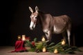 A donkey in a Christmas setup. Studio portrait, winter festive season template