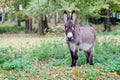 A donkey in a clearing