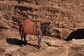 Donkey close to the view point of the high place of sacrifice trail, Petra, Jordan Royalty Free Stock Photo