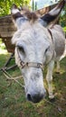 Donkey close-up against the background of greenery and carts