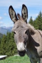 Donkey Royalty Free Stock Photo