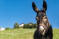 Donkey close-up in a countryside