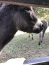 Donkey close up on a farm