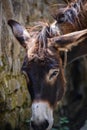 Donkey Royalty Free Stock Photo