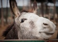 Donkey close up