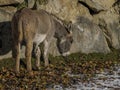 donkey close up in winter