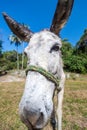 Donkey Closeup Royalty Free Stock Photo
