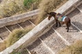 Donkey on Cobblestone Steps On the Island of Santorini Greece