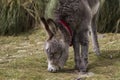 A donkey in the Colca Canyon park