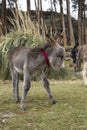 A donkey in the Colca Canyon park