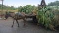 Donkey and the Corn Royalty Free Stock Photo