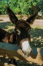 Donkey in a corral of small farm Royalty Free Stock Photo