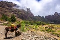 Donkey in Cova de Paul votano crater in Santo Antao island, Cape Verde Royalty Free Stock Photo