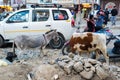 Donkey and cow in Leh Ladakh