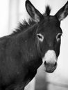 Donkey Royalty Free Stock Photo