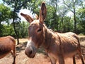 Donkey Royalty Free Stock Photo