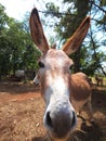 Donkey Royalty Free Stock Photo