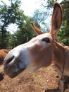Donkey Royalty Free Stock Photo